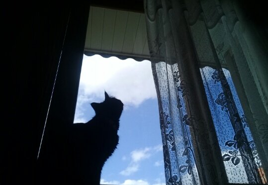 moonmincasa's tweet photo. Viu a MoonMin por ai?

Ola, a MoonMin fugiu da casa da PetAnjo que estava cuidando dela na rua Dário Totta dia 12/02/2020. É longe de onde ela mora e deve estar assustada. Se você viu a MoonMin me avise por favor, ofereço recompensa para quem encontrar ela. Ela é pequena, bem (+) https://t.co/oaF1gwhYCK