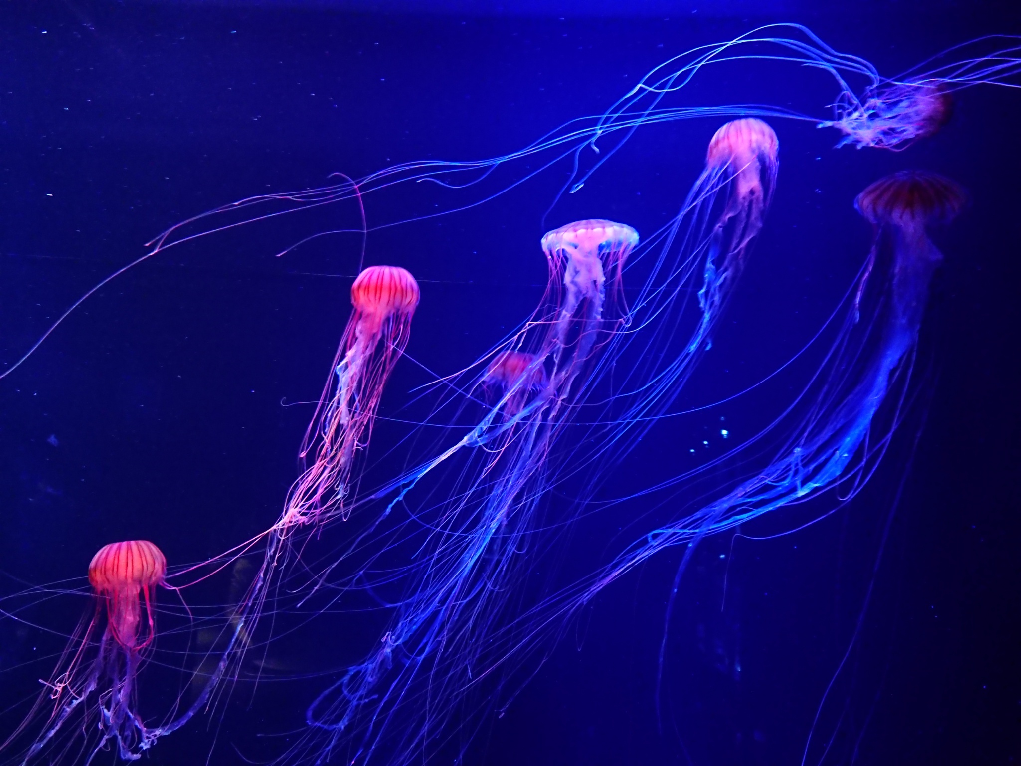 ট ইট র くらげ 今日はすみだ水族館のリニューアルされたクラゲエリア見てきたよってことで写真など 今までミズクラゲが居た入口すぐの水槽は赤クラゲとシーネットル Chrysaora属はこのてろーんとした触手がいいよね 毒だけど 赤クラゲは東京湾にも出る