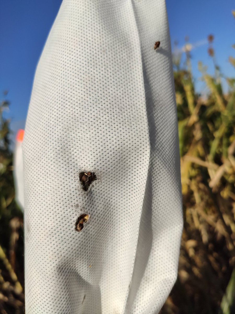 DhakalSmit's tweet photo. @AgronomyOnTheGo I guess this must be sorghum webworm damage? https://t.co/FIme7zidh4