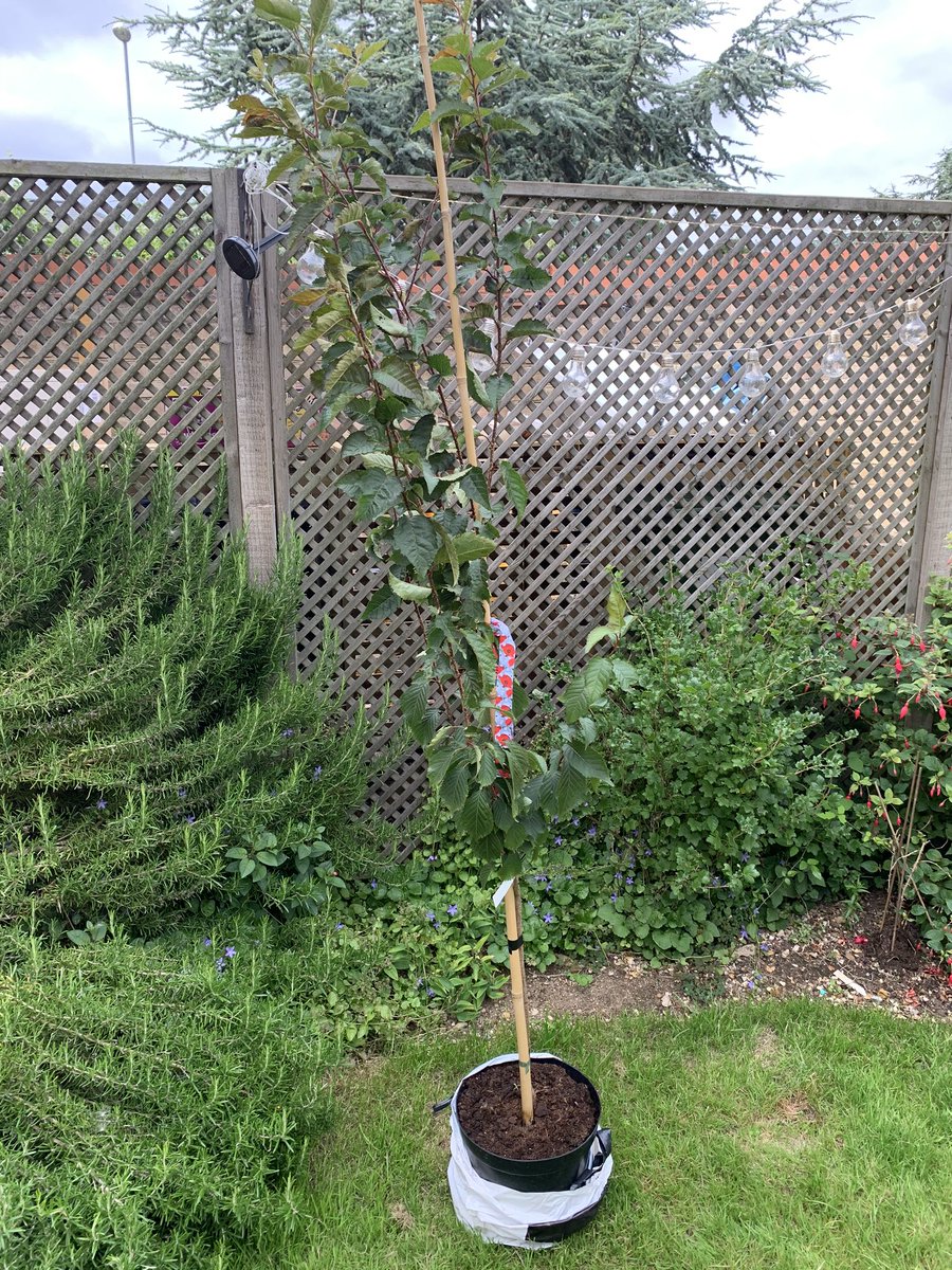peterpantp's tweet photo. A Cherry Tree, a Peter Pan Rose, a crisp bouquet, Tree of life jewellery, flowers, cards, champagne to name a few gifts, special words and so much love 💔 eternally grateful and filled with happy memories. Thank you @BedsNurserySchs @CEOTDET @mngroves @StJamesHead https://t.co/06hk16PVEh