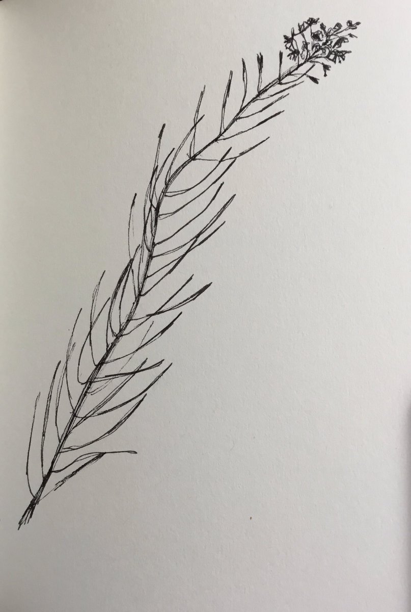 MondsJenny's tweet photo. “When life is not coming up roses
Look to the weeds
and find the beauty hidden within them.”
― L.F.Young
Rosebay Willowherb #penandink #lockdownproject #smalldelights https://t.co/Vt6kfgrUgH
