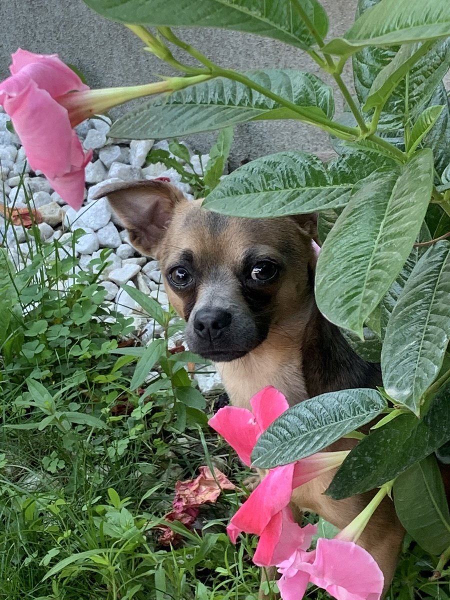 TWilsonOttawa's tweet photo. He’s everything!! ❤️ 🐕 🌺 

#MooseMomements #Hiding #SmallDogs #GunLobbyDogs https://t.co/PXlzCoIJ2F