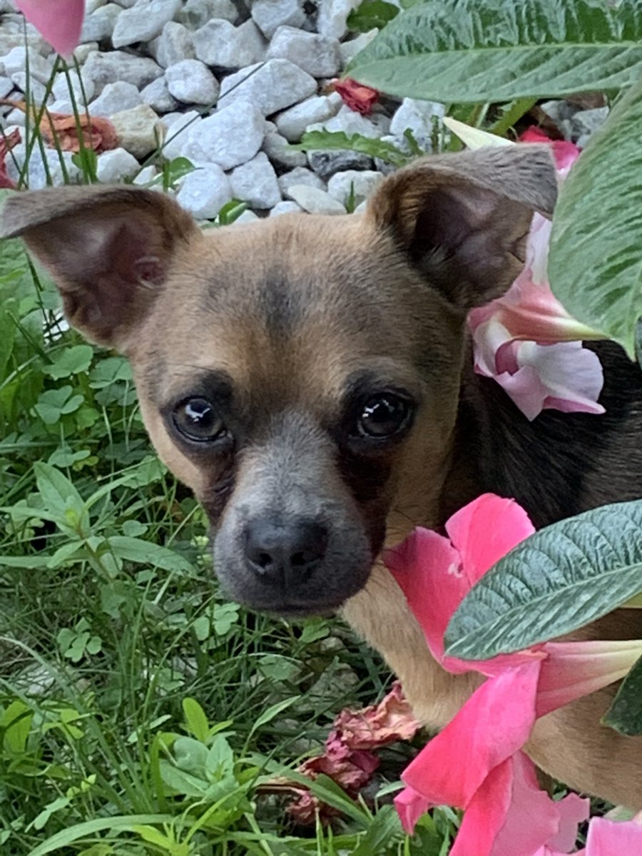 TWilsonOttawa's tweet photo. He’s everything!! ❤️ 🐕 🌺 

#MooseMomements #Hiding #SmallDogs #GunLobbyDogs https://t.co/PXlzCoIJ2F