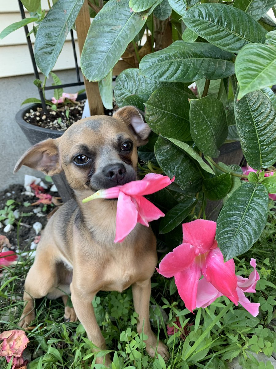 TWilsonOttawa's tweet photo. He’s everything!! ❤️ 🐕 🌺 

#MooseMomements #Hiding #SmallDogs #GunLobbyDogs https://t.co/PXlzCoIJ2F