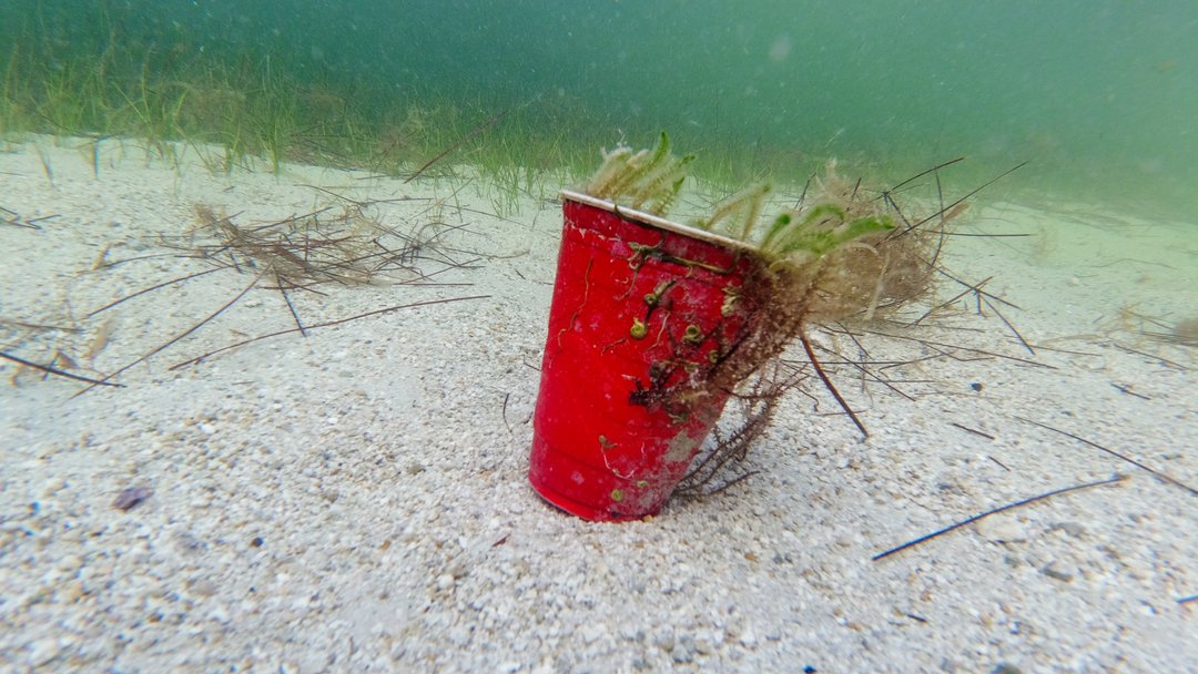 Pirani Life tweet media