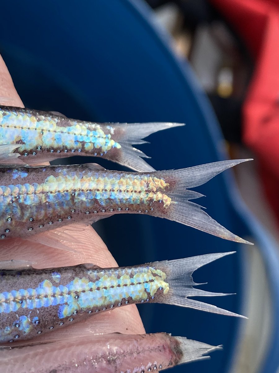 Sorari على تويتر 番組中でも登場したハダカイワシ じっくり観察すると本当に綺麗な魚なんですよ 鱗が付いている本当に貴重な魚達に会う事が出来ました 静止画でも是非ご覧ください 志村どうぶつ園