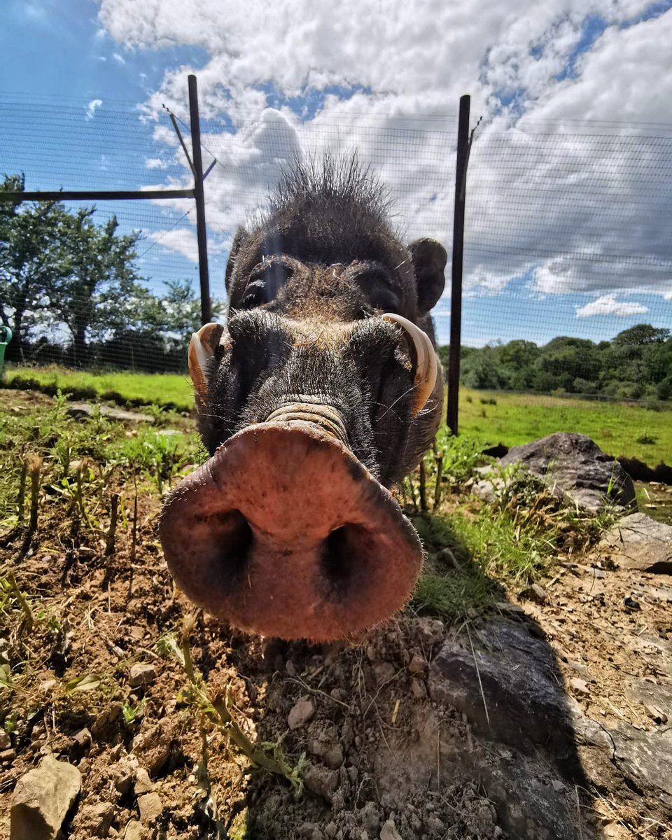 ManorWildlife's tweet photo. Todayโs snoot belongs to Vinnie, our Warty Pig ๐ฝ
Visayan warty Pigs are classed as critically endangered on the IUCN red list and can be often referred to as โthe worldโs rarest pigโ ๐ฒ
#SaturdaySnoot #BoopIt https://t.co/odkssyehIw