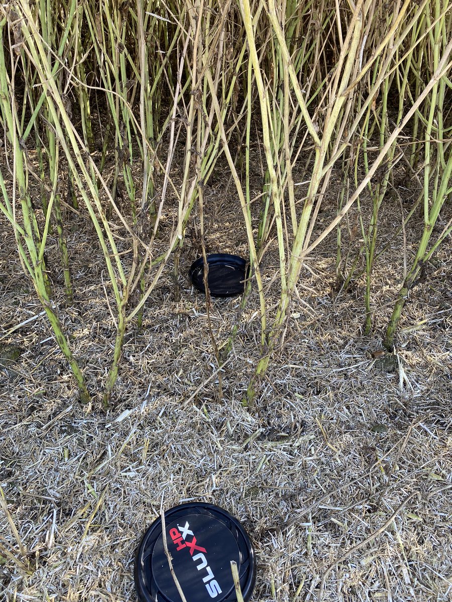 RHN1988's tweet photo. Good use of @CertisUK sluxxHP frisbee as a loss checker. Combining Rames HEAR rape really pleased with the yield somewhere around the 4.5T/ha mark. @FrontierAg @anfarming @jimmyanderson91 https://t.co/ru8gCpBgat