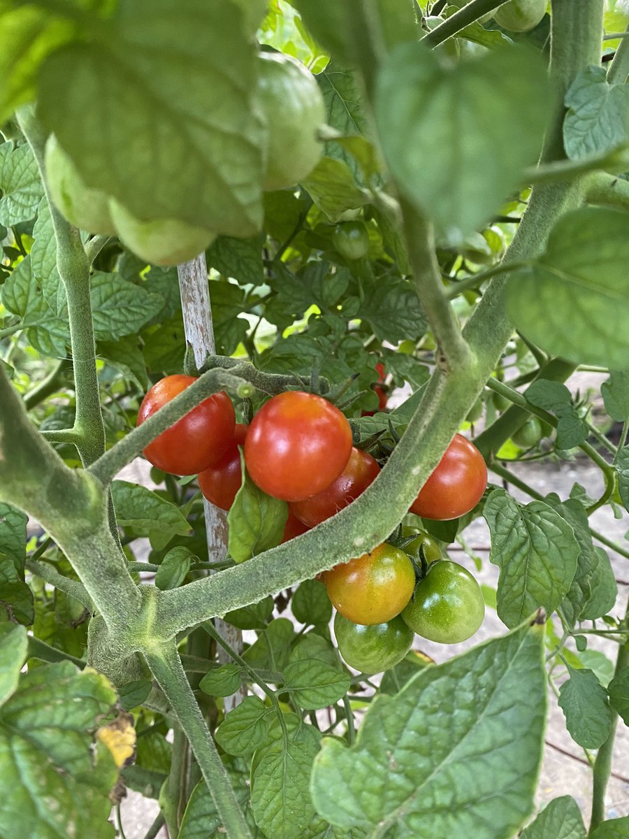 FishersRotary's tweet image. Good Morning from The garden!  @FishersIN #hungrynomore #serviceaboveself