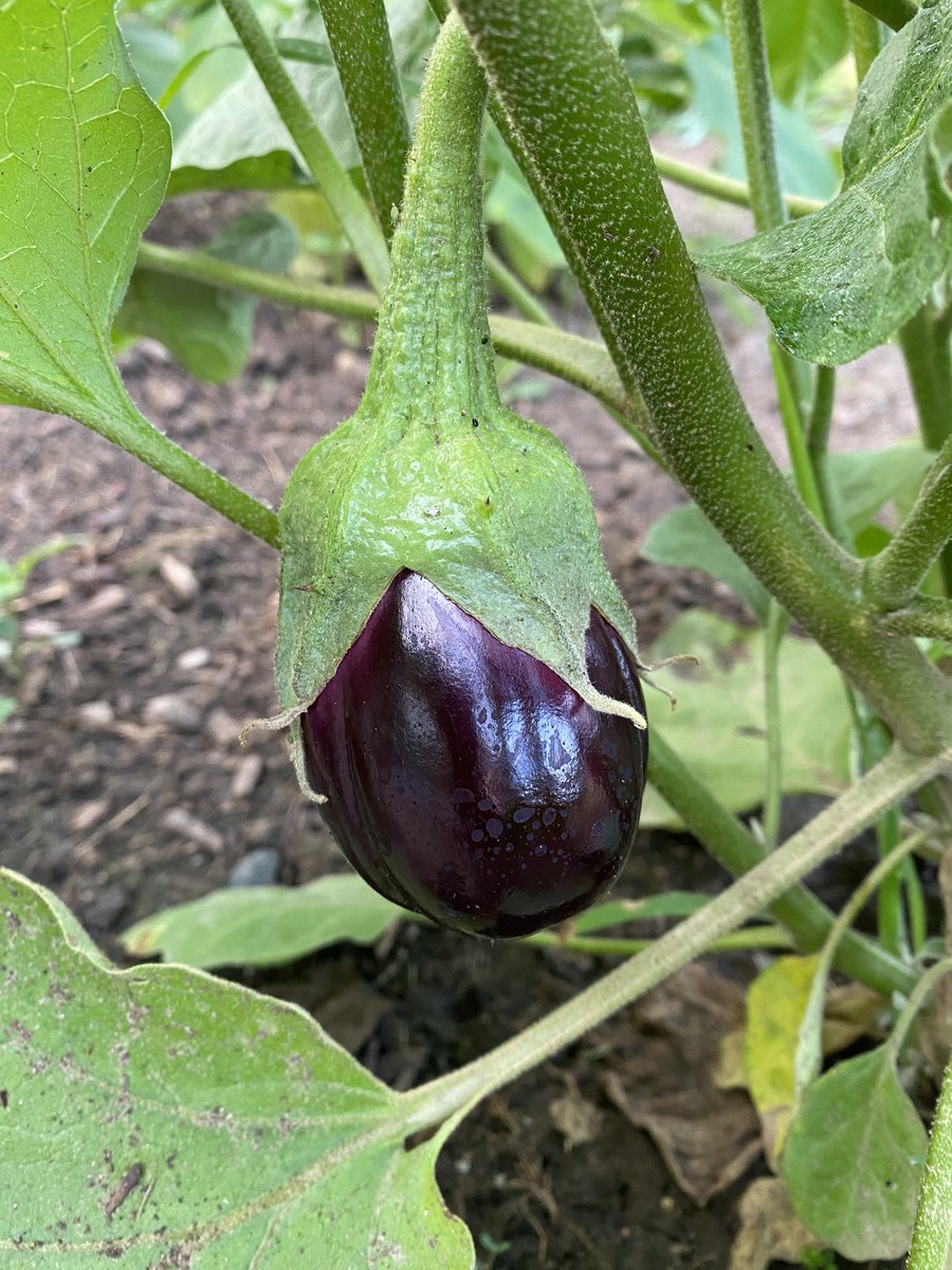 FishersRotary's tweet image. Good Morning from The garden!  @FishersIN #hungrynomore #serviceaboveself