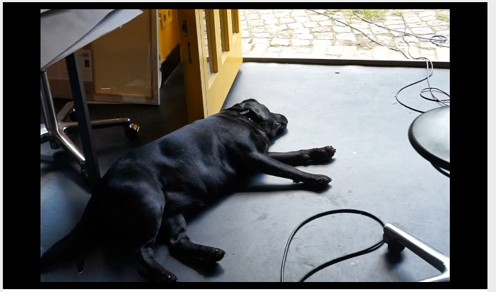 tedthetrumpet's tweet photo. The dog is taking a break from coding, I think. @NetMusicFest #NMF2020 https://t.co/RC9MRmB8XQ https://t.co/JwLt0rgysQ