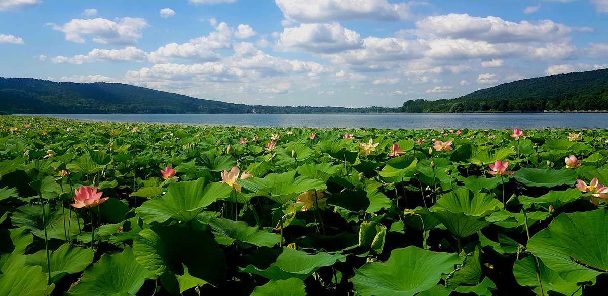 nonfaretardi's tweet photo. Sfuggiti dalla villa del ricco ma arido collezionista di esotismi cavalier Borghi, i fiori di Loto si ambientarono nel piccolo e insignificante lago di #Comabbio. Da quel giorno, ogni anno, il lago regala uno spettacolo che in pochi posti d'Italia si può ammirare. https://t.co/oYCts8qWJG