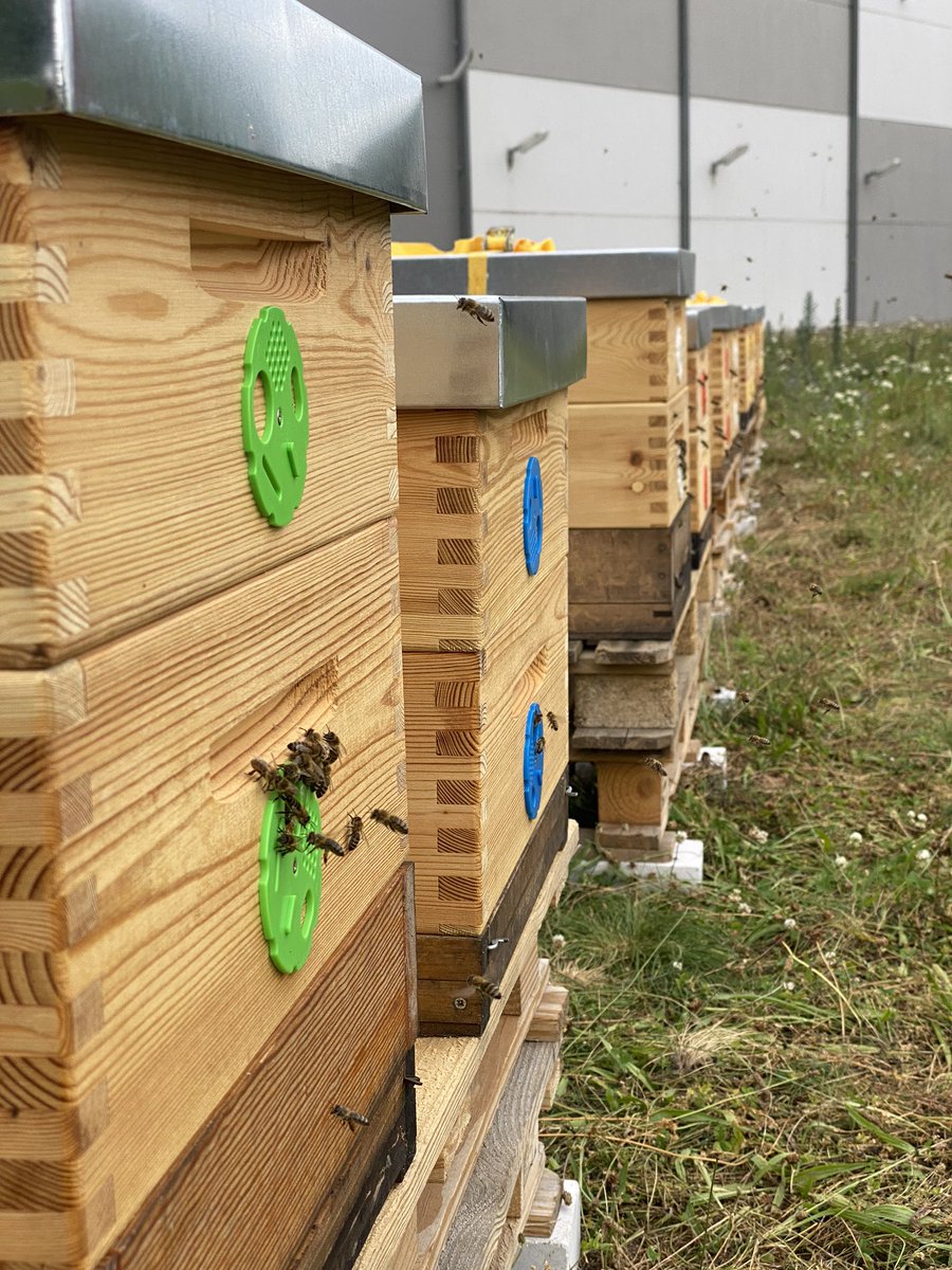 josefprusa's tweet photo. 🐝❤️ We placed 10 beautiful beehives behind our factory 🏭 There are many parks around and even a vineyards nearby so they should be pretty happy 🥳 Idea is that everyone in Prusa team should have a bit of sweet honey next year and producing new queens to keep population up 🥳 https://t.co/SXEpTV2HGd