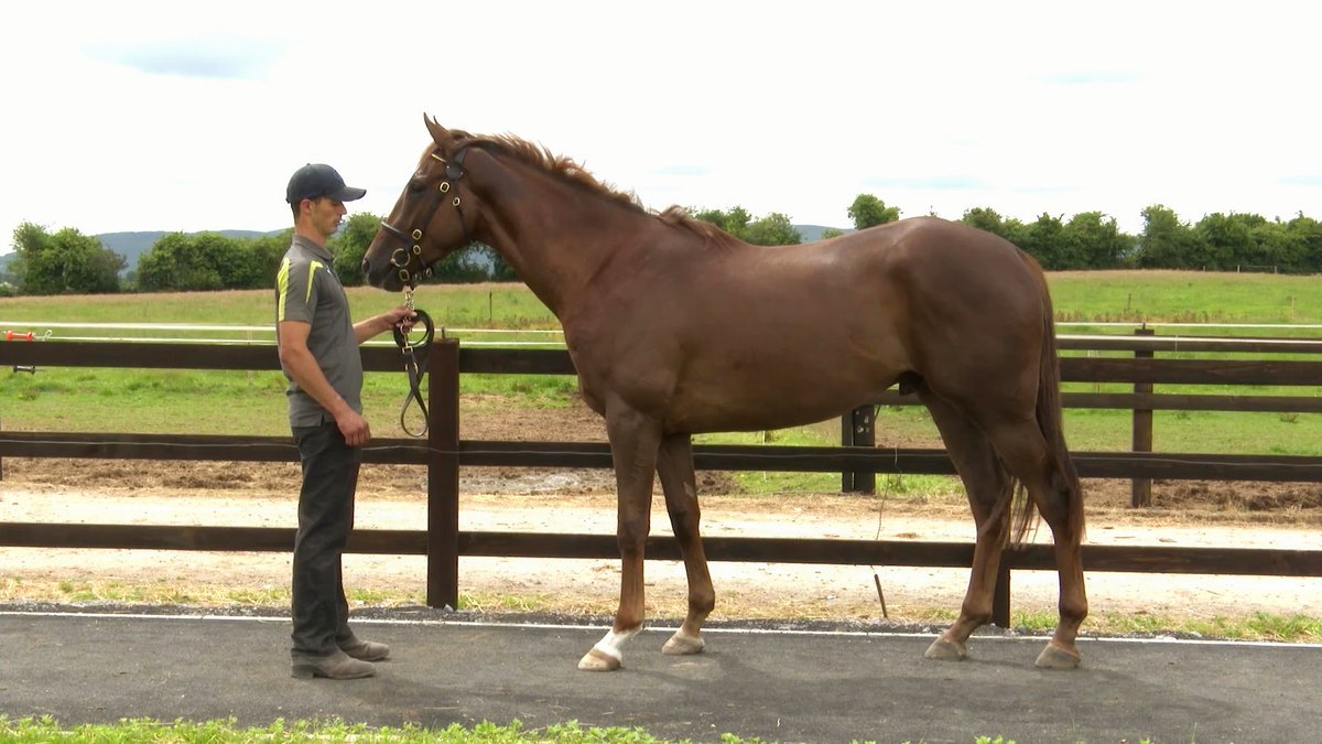 joeosullivan33's tweet photo. Half brother to Arkle winner Put the Kettle On. Lot 308 at Derby Sale. Viewings can be arranged. https://t.co/nbBJkLQUNK