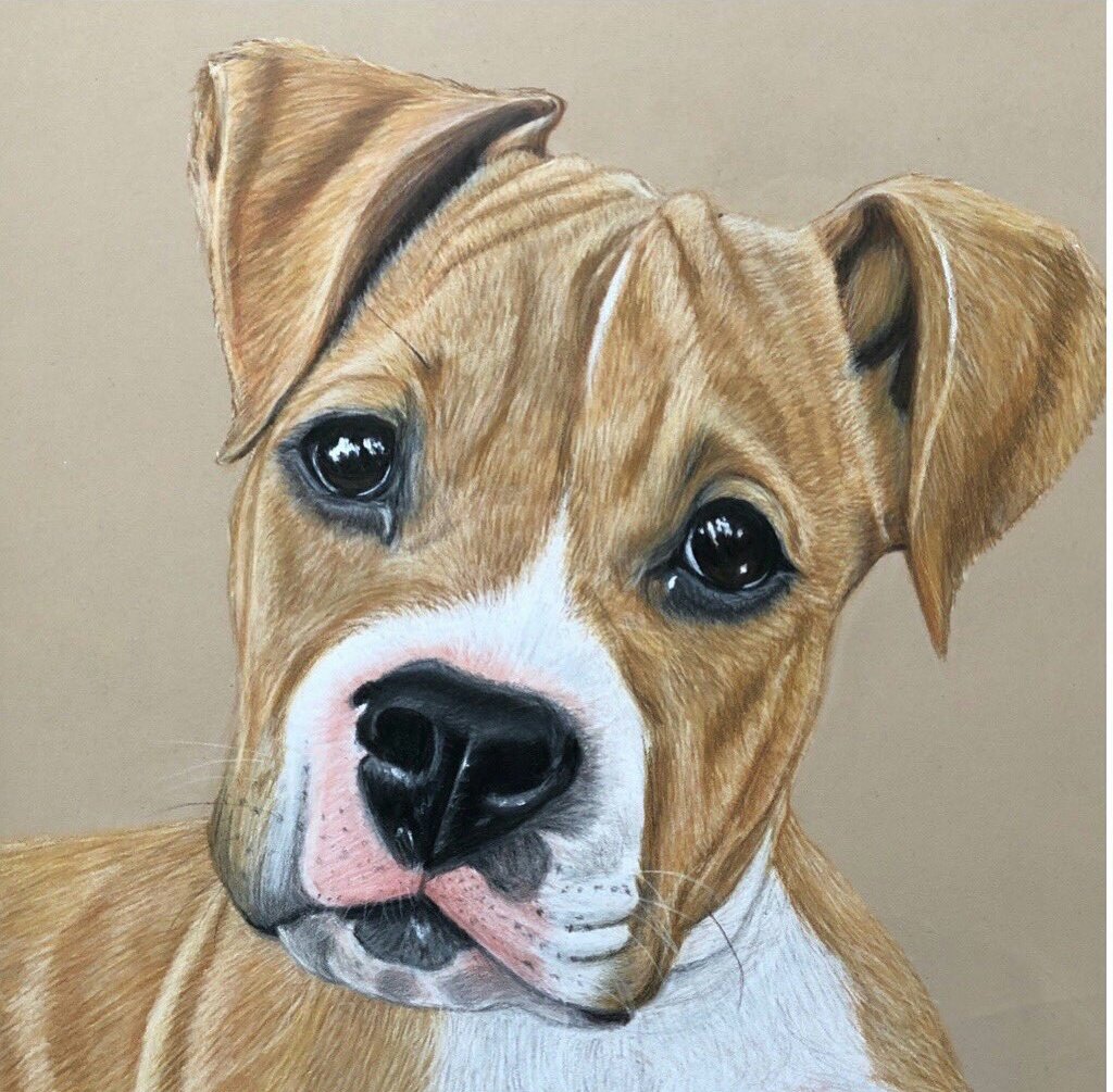 Twittartists's tweet photo. Adding to the #dogs #sketch #pencilart thread. The adorable four today.

Artists:
Joe Stevens @StevensJoey1 
Francesca Simpson @fsimpson_artist 
Nicole Forster @forster_art 
Sara Smith @sarasmithart https://t.co/02NBskd4vP