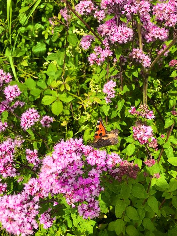 Hi everybody! Yesterday was the start of the #BigButterflyCount and I’m super excited! Although the weather here isn’t the best... we are still going to be counting and YOU can too!! Just go to BigButterflyCount.org or download the app, to keep track of your butterflies! 🦋