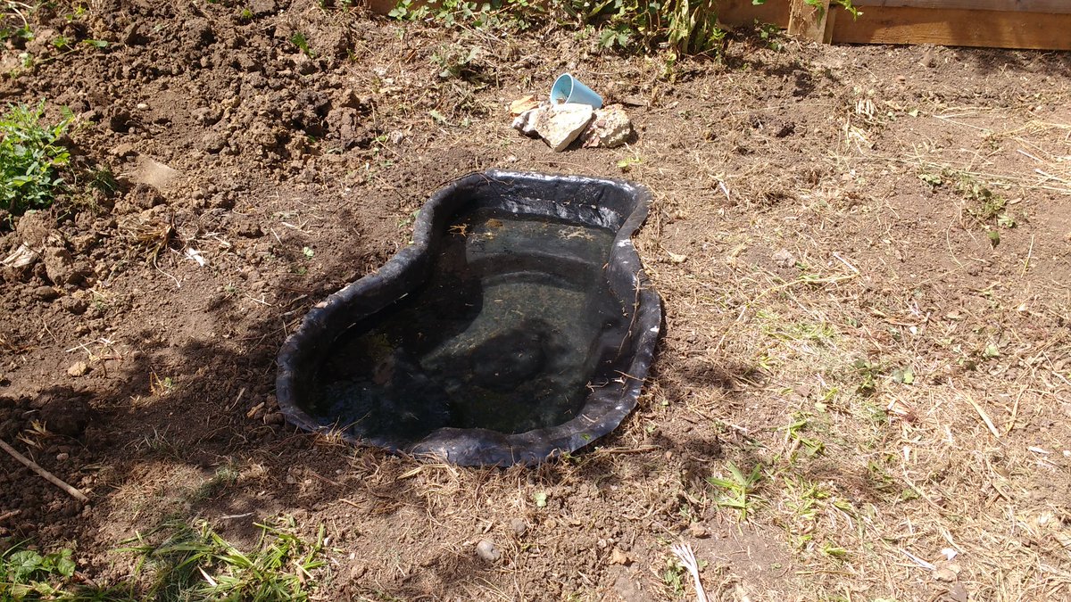 biocronin's tweet photo. Today I finally realised my childhood ambition to dig a wildlife pond in the garden #wildlifepond #natureconservation #biodiversity https://t.co/FfmCLmGoH3