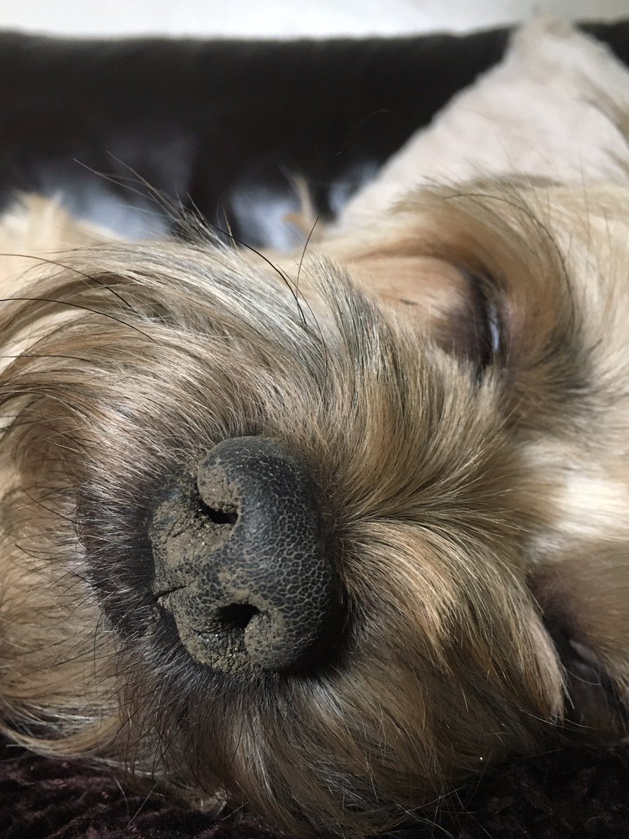 OhIDoLike__'s tweet photo. βπΎ Anyone got an idea who might just have dug a big hole in the lawn? π€¨ (check out his noseπ) π
#dogs #DogsofTwittter #dogsdigging #thatnose #pets #animals https://t.co/WO3VTJCQr2
