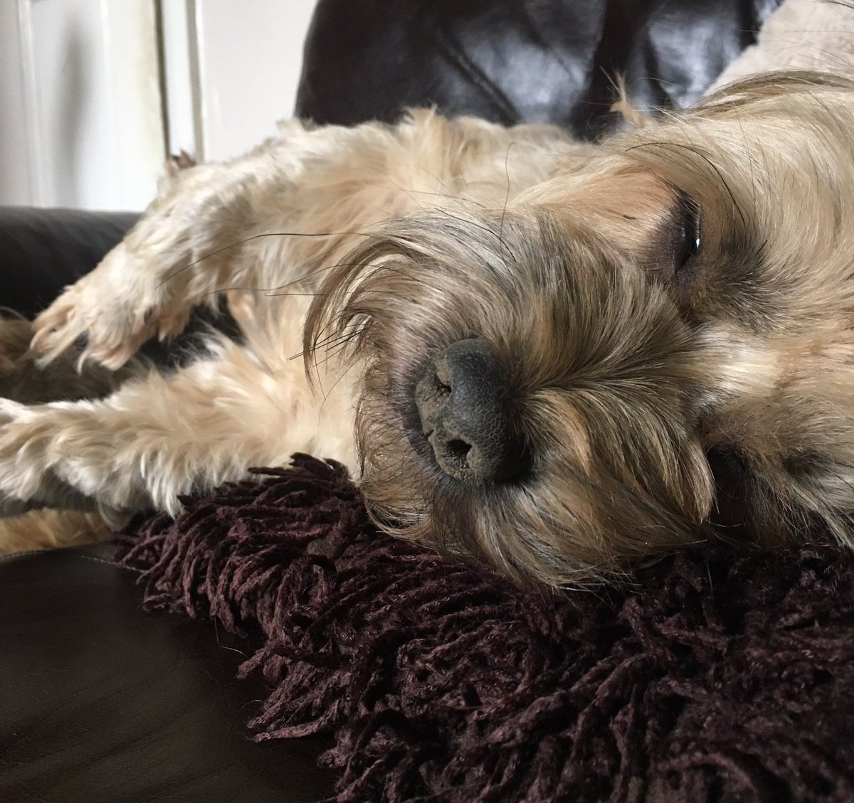 OhIDoLike__'s tweet photo. βπΎ Anyone got an idea who might just have dug a big hole in the lawn? π€¨ (check out his noseπ) π
#dogs #DogsofTwittter #dogsdigging #thatnose #pets #animals https://t.co/WO3VTJCQr2