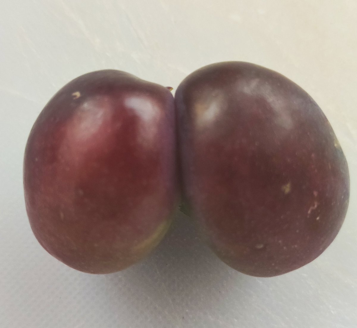 Dushdashers's tweet photo. One's imagination runs wild! Siamese twins ? Perhaps something else?? #damsons #farming #NaturePhotography #naturelovers #fruits #harvest2020 #plum #organicfarming https://t.co/xv1YYrFh2X