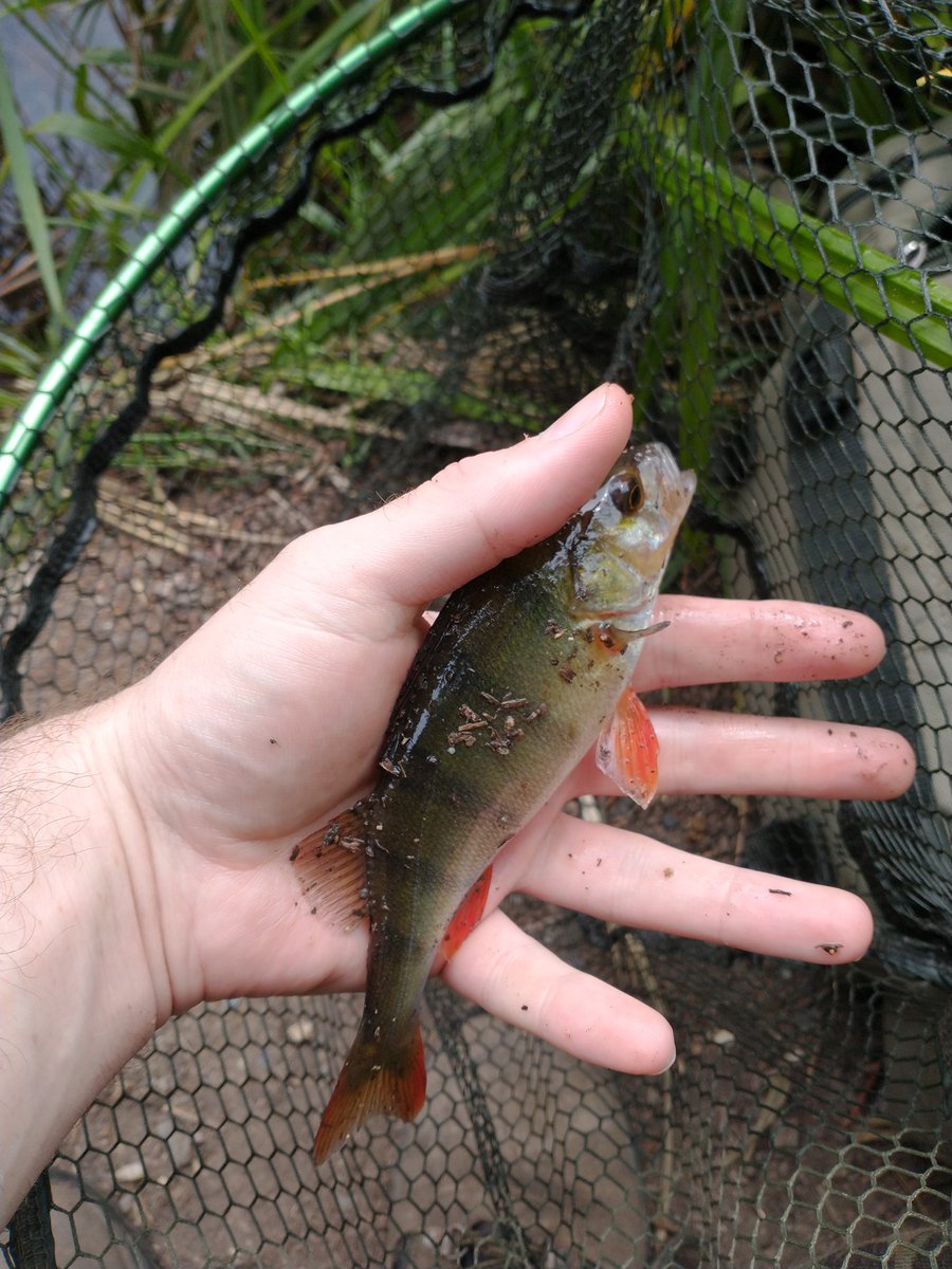 sean271289's tweet photo. Had 4 perch today from @kings_weir on the members section #shortsessions #4hours #fishing #maggots #feeder https://t.co/7kAffa8fMw