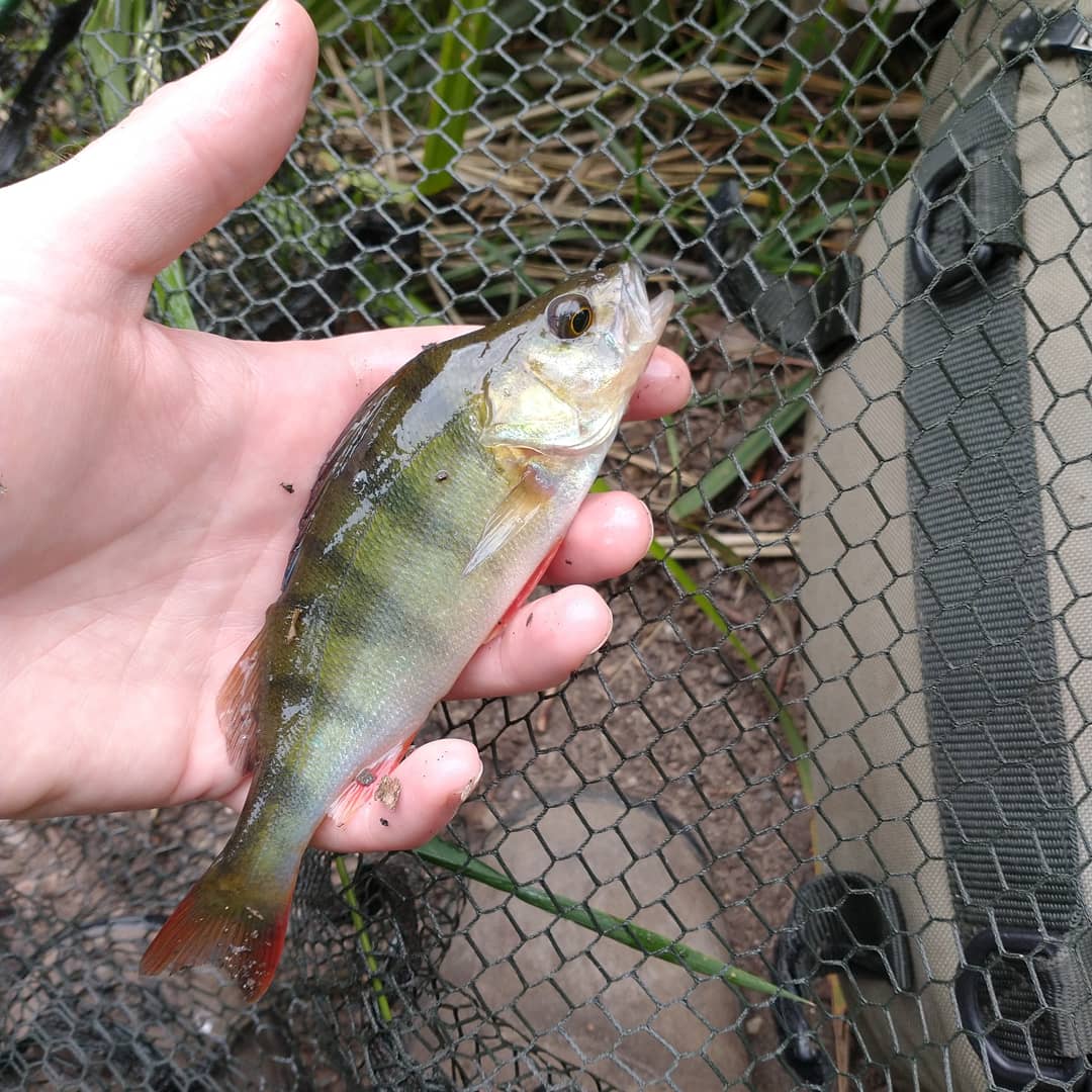 sean271289's tweet photo. Had 4 perch today from @kings_weir on the members section #shortsessions #4hours #fishing #maggots #feeder https://t.co/7kAffa8fMw