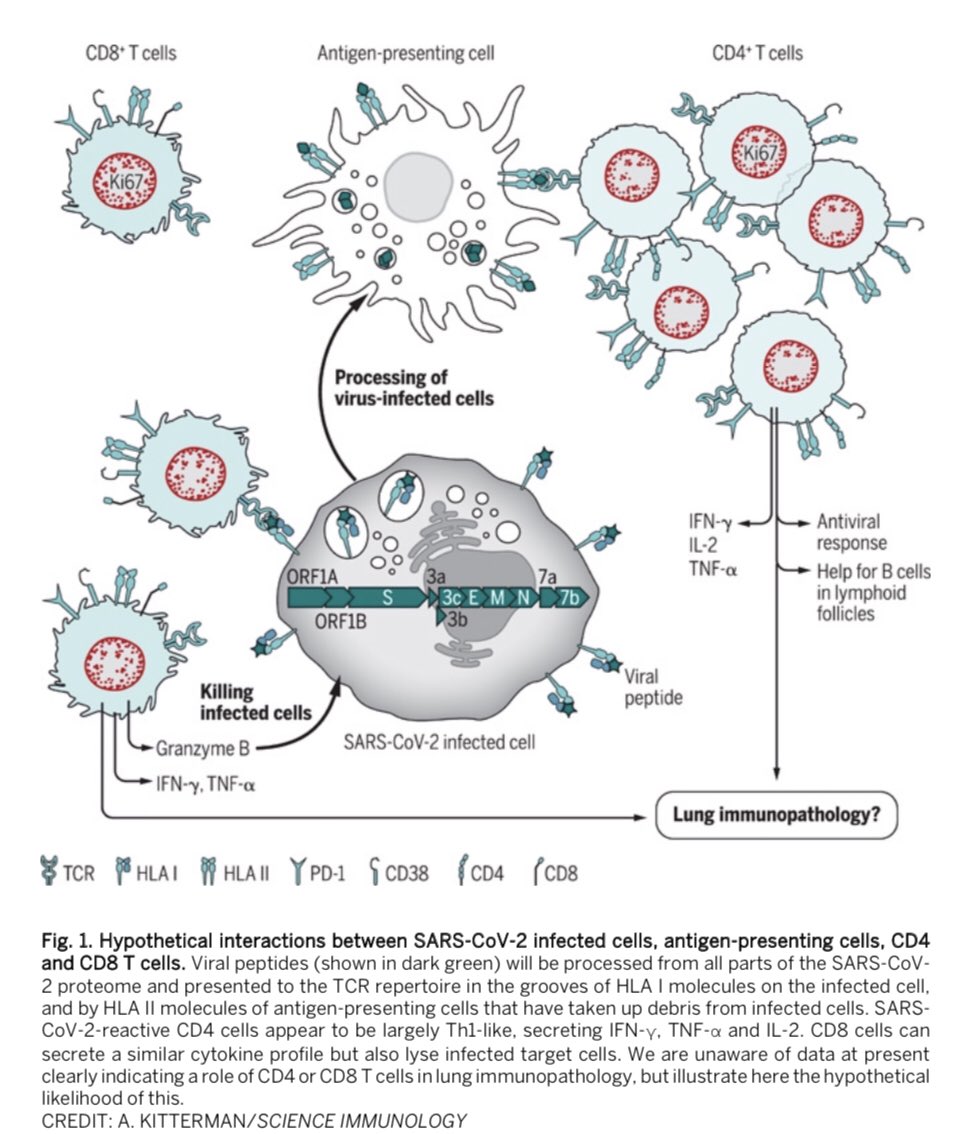 12/From British scientists in above  @SciImmunology: interactions btwn  #SARSCoV2 infected cells, antigen-presenting cells, CD4 & CD8 TcellsSARSCoV2-reactive CD4 Tcells are Th1-like: secrete IFNγ, TNFα, IL2. CD8 Tcells secrete similar cytokines but also lyse infected target cells