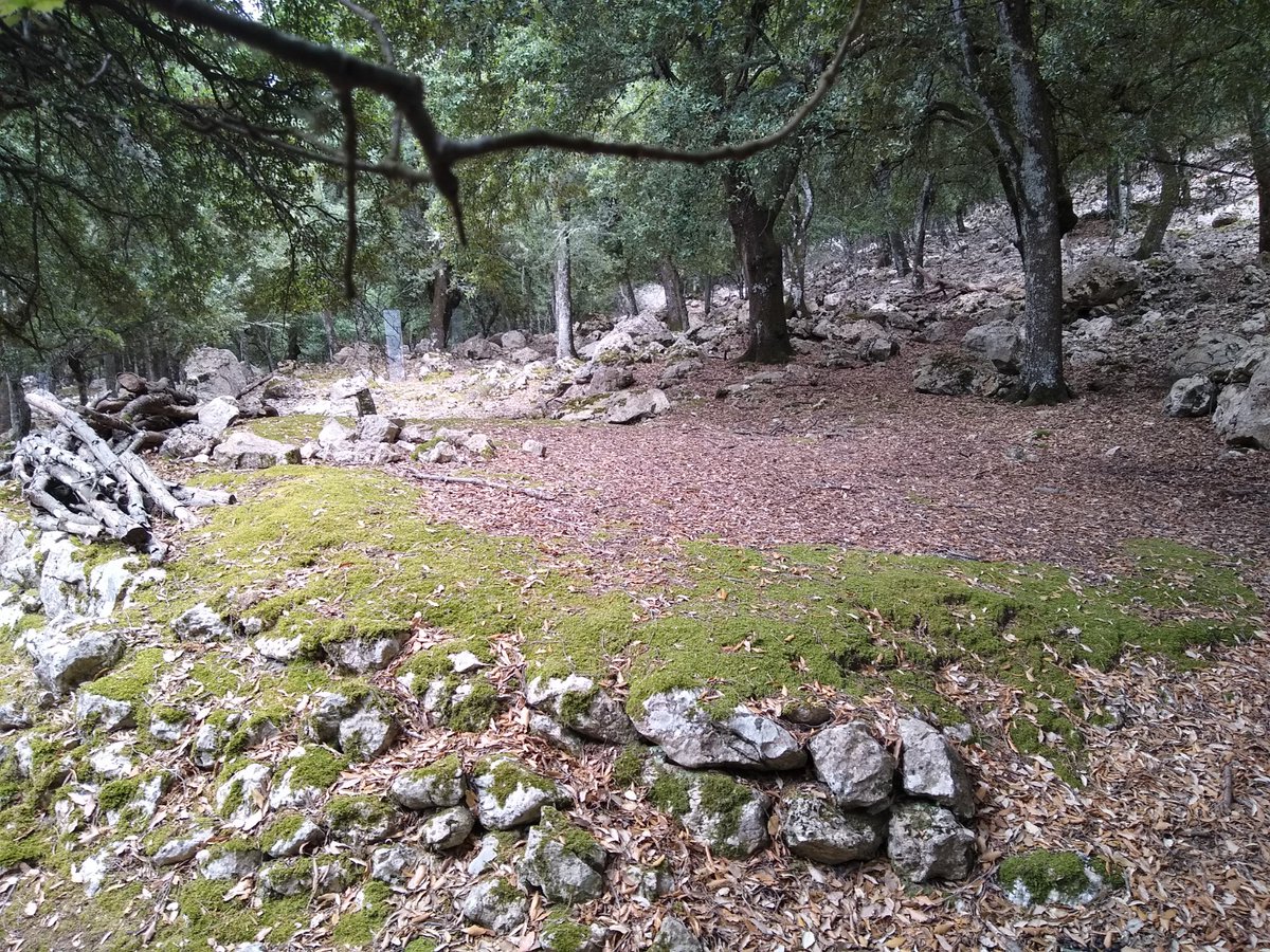 GGarcias's tweet photo. Admirando el bosque mediterráneo, su luz y su silencio, lugares encantadores. #Sitja #Carbonera #Tramuntana. #BuenSábado https://t.co/58HX3nlSGR