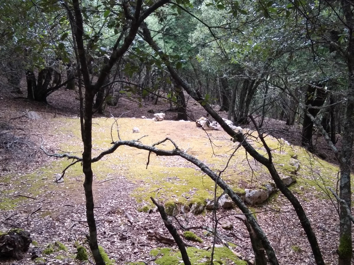 GGarcias's tweet photo. Admirando el bosque mediterráneo, su luz y su silencio, lugares encantadores. #Sitja #Carbonera #Tramuntana. #BuenSábado https://t.co/58HX3nlSGR
