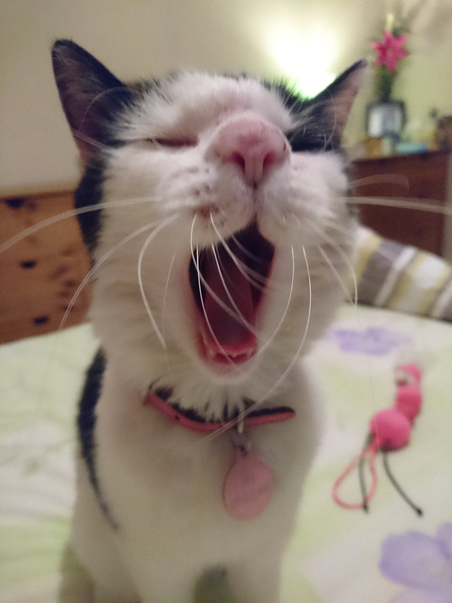 ziggywiggys's tweet photo. Its a sleepy saturday for Molly #Midyawn #Caturday ๐คฃ๐๐ฑ https://t.co/jfVOIBAdKb