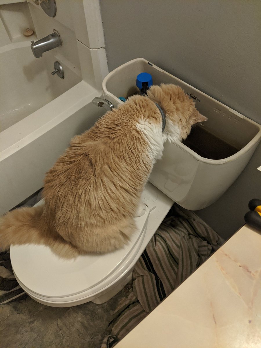 Toilet repair may not be the most exciting way to spend a Friday evening, but at least I got good help 