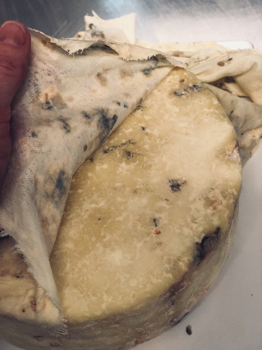 Burtscheese's tweet image. 6 weeks on and we’re peeling back the cloth on our ‘new’ Cheshire cheese... not quite ready to take to market but happy with its progress so far. #cheese #cheshire #cheshirecheese #cheesemaking