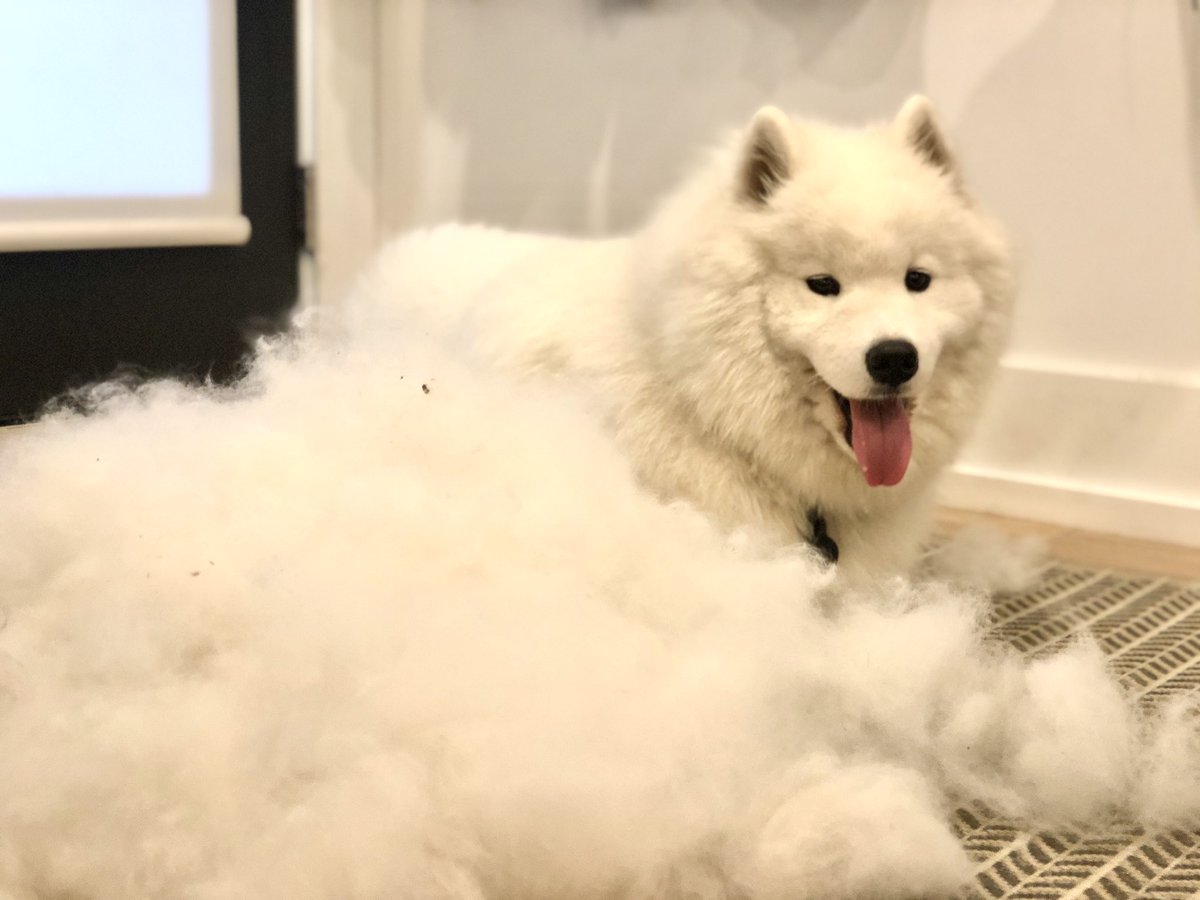 MazapanInCanada's tweet photo. Mind blowing. Look at my floof! I made another me! #landcloud #dogsoftwitter https://t.co/CzBaTgFCed