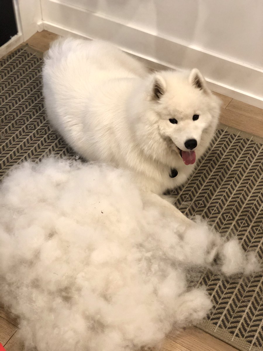 MazapanInCanada's tweet photo. Mind blowing. Look at my floof! I made another me! #landcloud #dogsoftwitter https://t.co/CzBaTgFCed