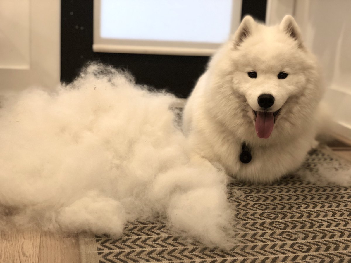 MazapanInCanada's tweet photo. Mind blowing. Look at my floof! I made another me! #landcloud #dogsoftwitter https://t.co/CzBaTgFCed