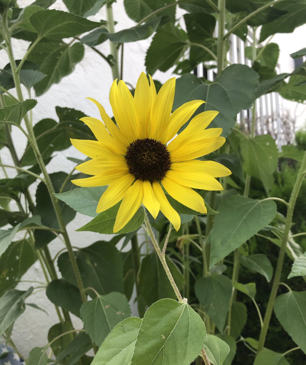 Lliçons apreses amb la #COVID__19 : el lideratge dels clínics ha estat fonamental. La gran majoria de professionals té ganes d’implicar-se i col.laborar. Però cal preguntar i sobretot estar preparat per les respostes! Bon dia! #Lleida #Segrià #EnsEnSortirem