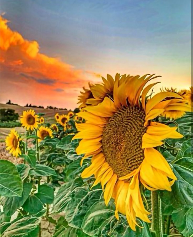 GloriaOviedo's tweet photo. Buenos dias mis Amores 🌻🌻

🌻🌻Eres la manera  que tiene el Mundo ,
                      de decirme ...
             Que bonita es la Vida 🌻🌻

#felizsabado
#buenavibra
#girasoles
#GLORIA https://t.co/5k3fCczCK4