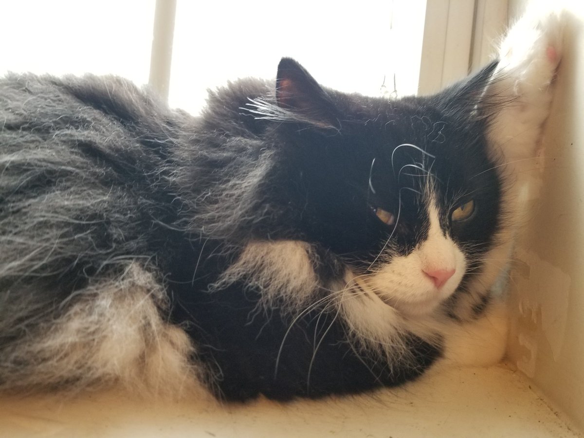 RuckusAmungus's tweet photo. Just Thimking bout 🐦🐟🦗🐀🐓 &amp; 🦄
🌞This concludes your #Caturday Morning Thoughts with Critter😹
#CatsOfTwitter #SaturdayMorning #SaturdayThoughts #Saturday #SaturdayMotivation #SaturdayMood #saturdayvibes #TheFurrRealStruggle #TopMeowdels #flooflylicious #DIVA #TopMeowdels https://t.co/veXnbfotYl