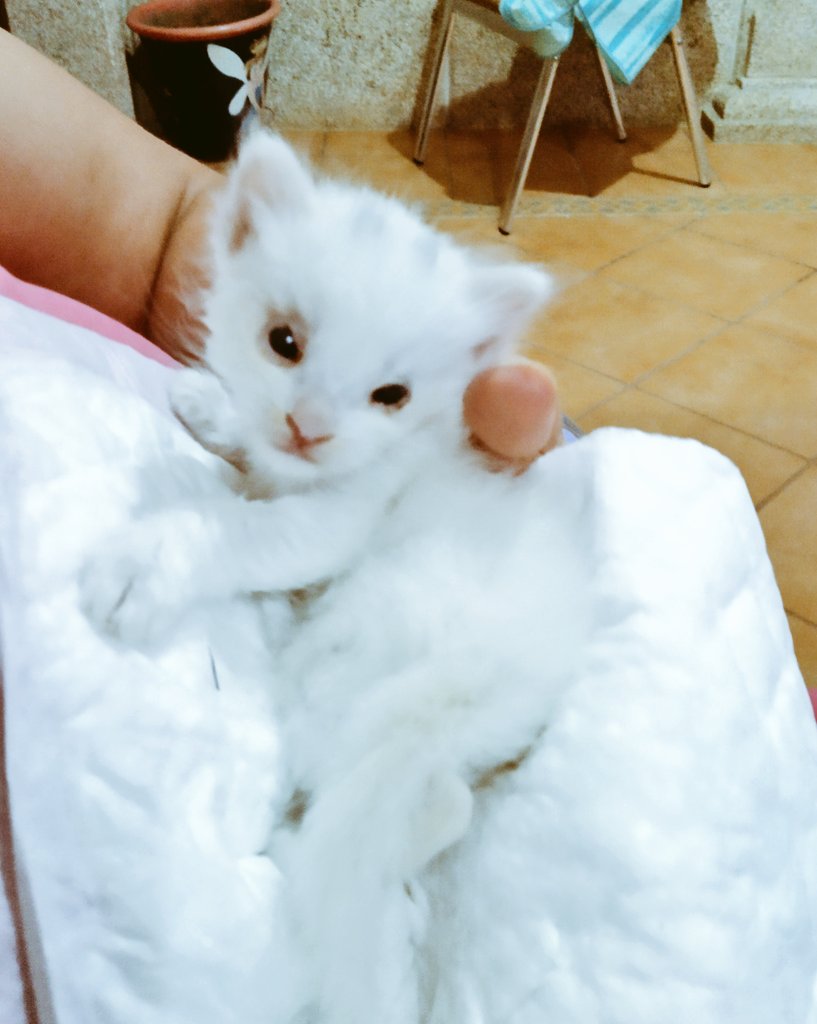 artesaniaen's tweet photo. #HappyWeekend
#catlovers 
#naturelover 
🍀
🍀
🍀
🍀
🍀
🍀
🍀
🍀
🍀
🍀
🍀
🍀
🍀
🍀
🍀
🍀

......new member of family 💖Lola 💖🐈🌺🌺 https://t.co/APH1hynhI3