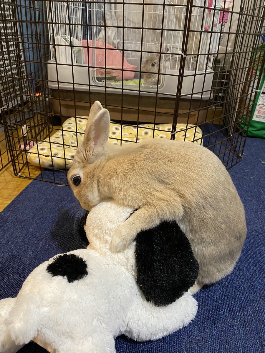 Aya 彼氏に夢中なこむぎさん うさぎと暮らす うさぎ好きさんと繋がりたい うさぎ カクカク 女の子なのに