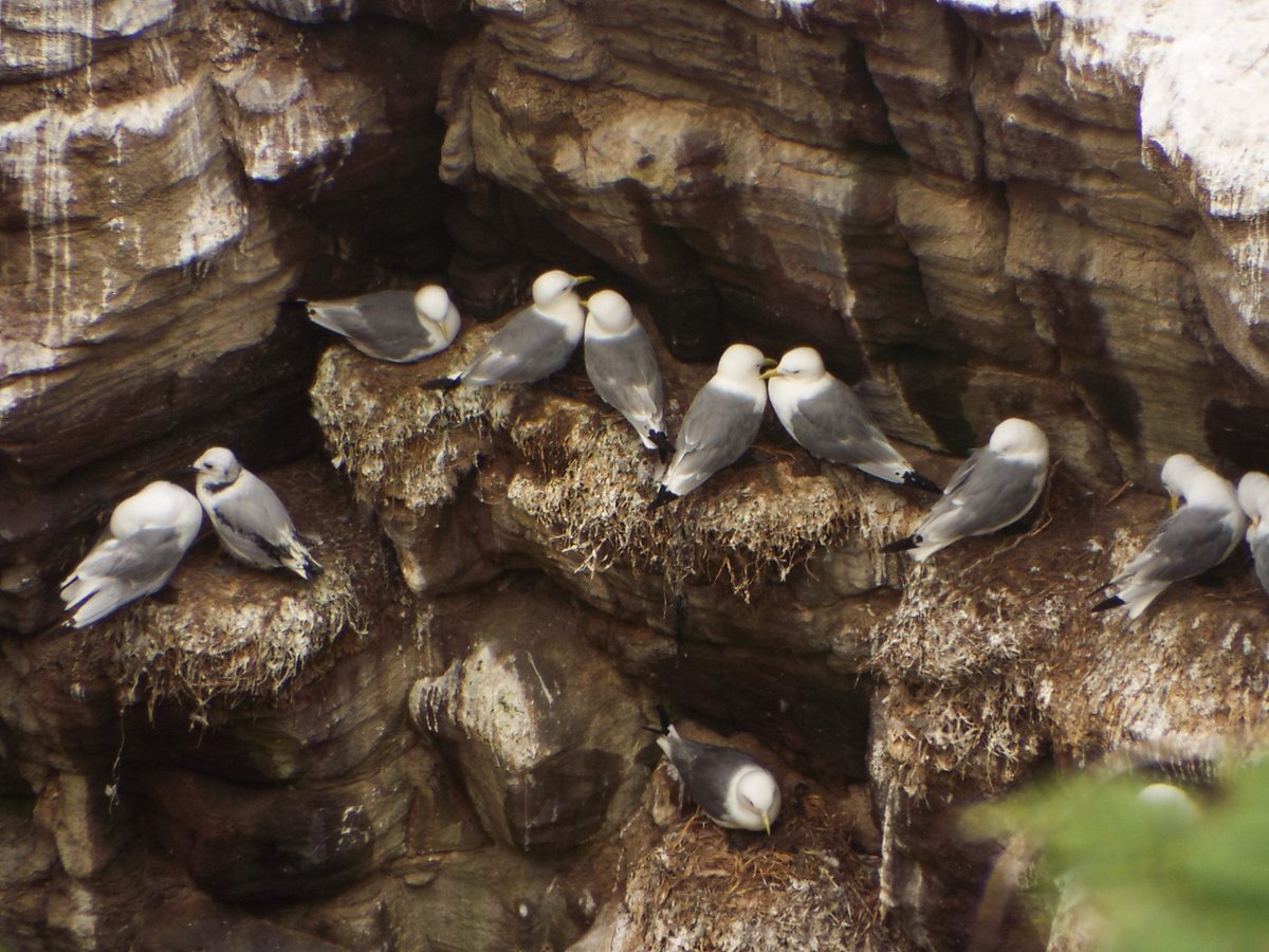 ManickVigouroux's tweet photo. Black-legged kittiwakes - Cap Fréhel #Brittany #seabirds https://t.co/pWpHGcdH7W