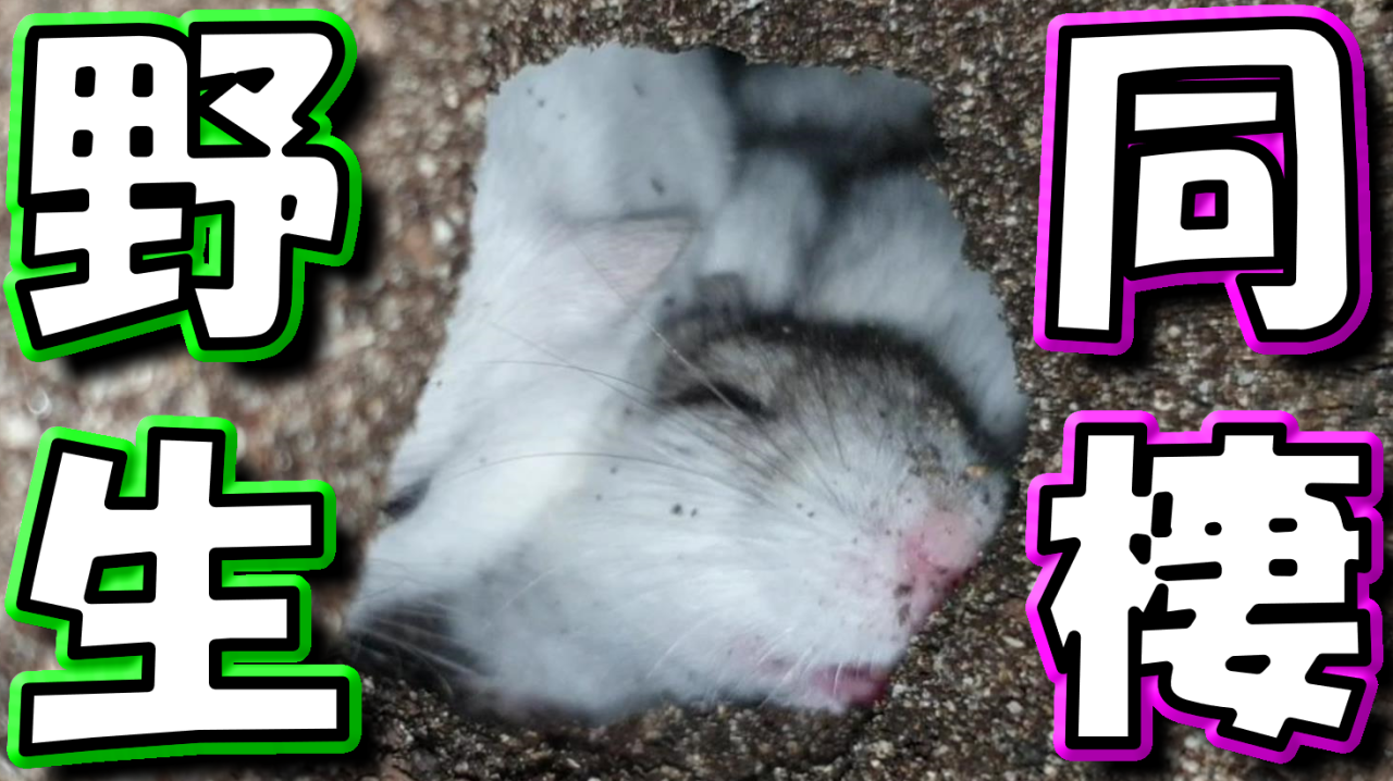 ハムポリch 自分たちで掘った巣穴で同居 毎日投稿 本日の動画はこちら ハムスター 土 に掘った巣穴で仲良く同棲するジャンガリアンハムスター かわいい 飼い方 癒し 土飼育 多頭飼い ペット 小動物 T Co Fysvodwczi かわいい 癒し