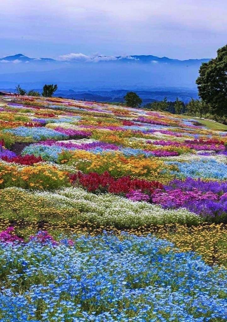 NagarJitendra's tweet photo. This is not Switzerland or Alps!!

You will be amazed to know that this is ‘Kaas Pathar’ (plateau) near Satara Maharashtra, UNESCO World Natural Heritage site!! 
#AwesomeIndia https://t.co/KKU3sOeVJR