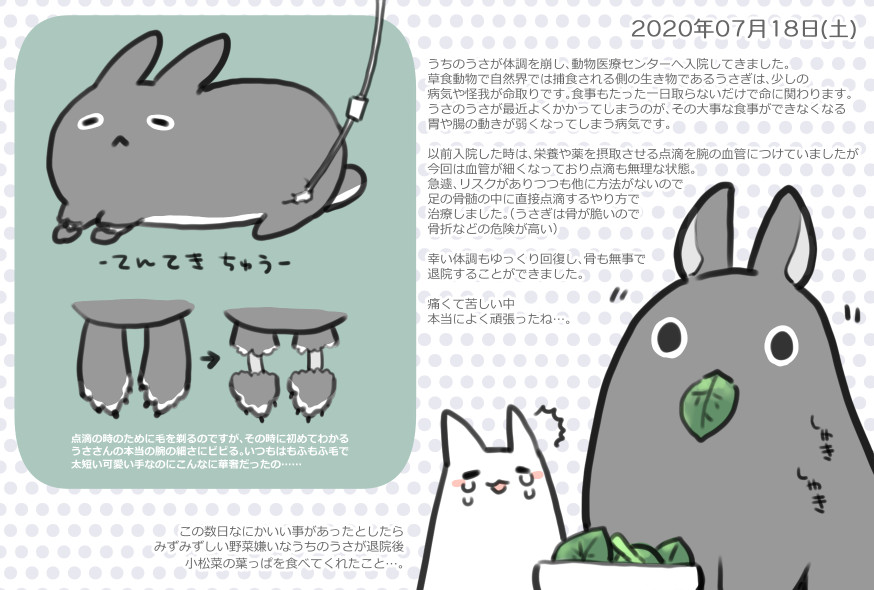 今日の絵日記です🐰
詳しい話は長くなるので端折ってますが、今日の日記は少しだけ痛々しい部分あるのでご注意下さい。現在のうさは元気にご飯食べてます☺ 