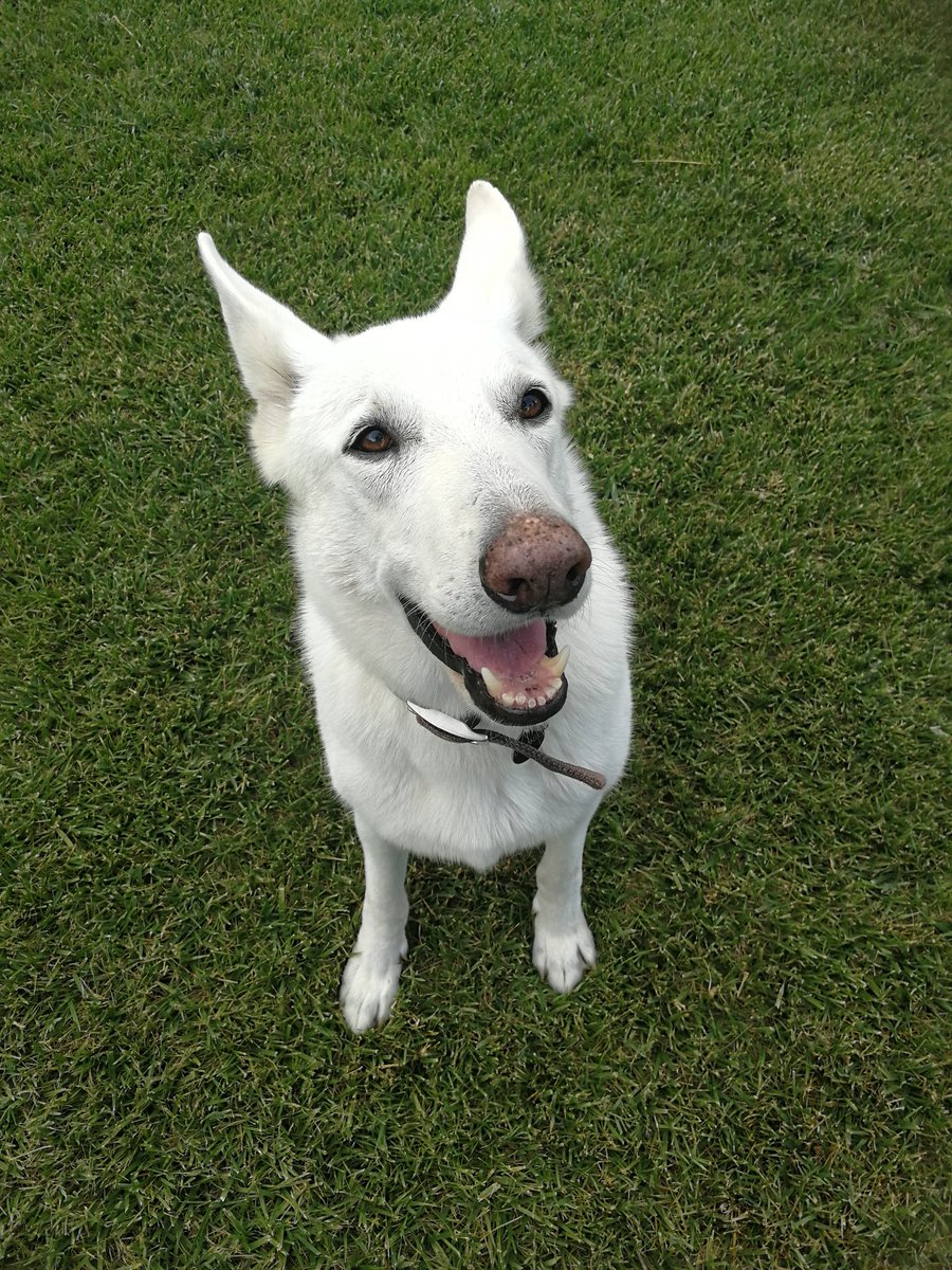 We want to thank every single one of you for your kind words, your thoughts, your prayers and your love. Our words are too small in front of all this love we have received. We will never forget it. Thank you. ❤️ #dogsoftwitter #ZSHQ <a href="/ZombieSquadHQ/">ZombieSquadHQ🦸‍♂️🦸‍♀️💖💚🧡💚🩵©</a>