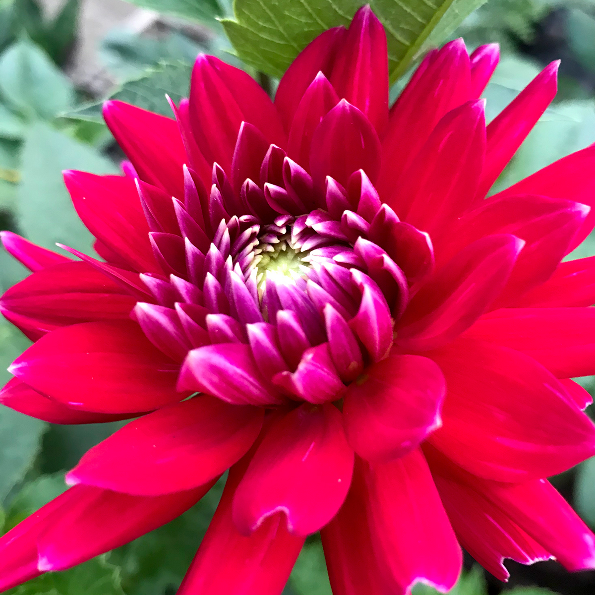 We're open again tomorrow from 10.30am. We have these beautiful Dahlia 'Cheerio' in at the moment – they love a sunny position, with rich, free-draining soil. 

#plants #gardens #flowers #nature #garden #gardening #beautiful #summer #flower #gardendesign #plant