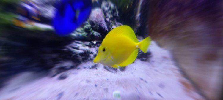 AchillEXP's tweet image. What a beautiful, sunny day in Achill 😎🌞 Afternoon slots at the aquarium are filling up, book your visit with us online to guarantee your time slot ➡️ achillexperience.ie
#achillaquarium #achill #yellowtang #sunnyday #aquarium