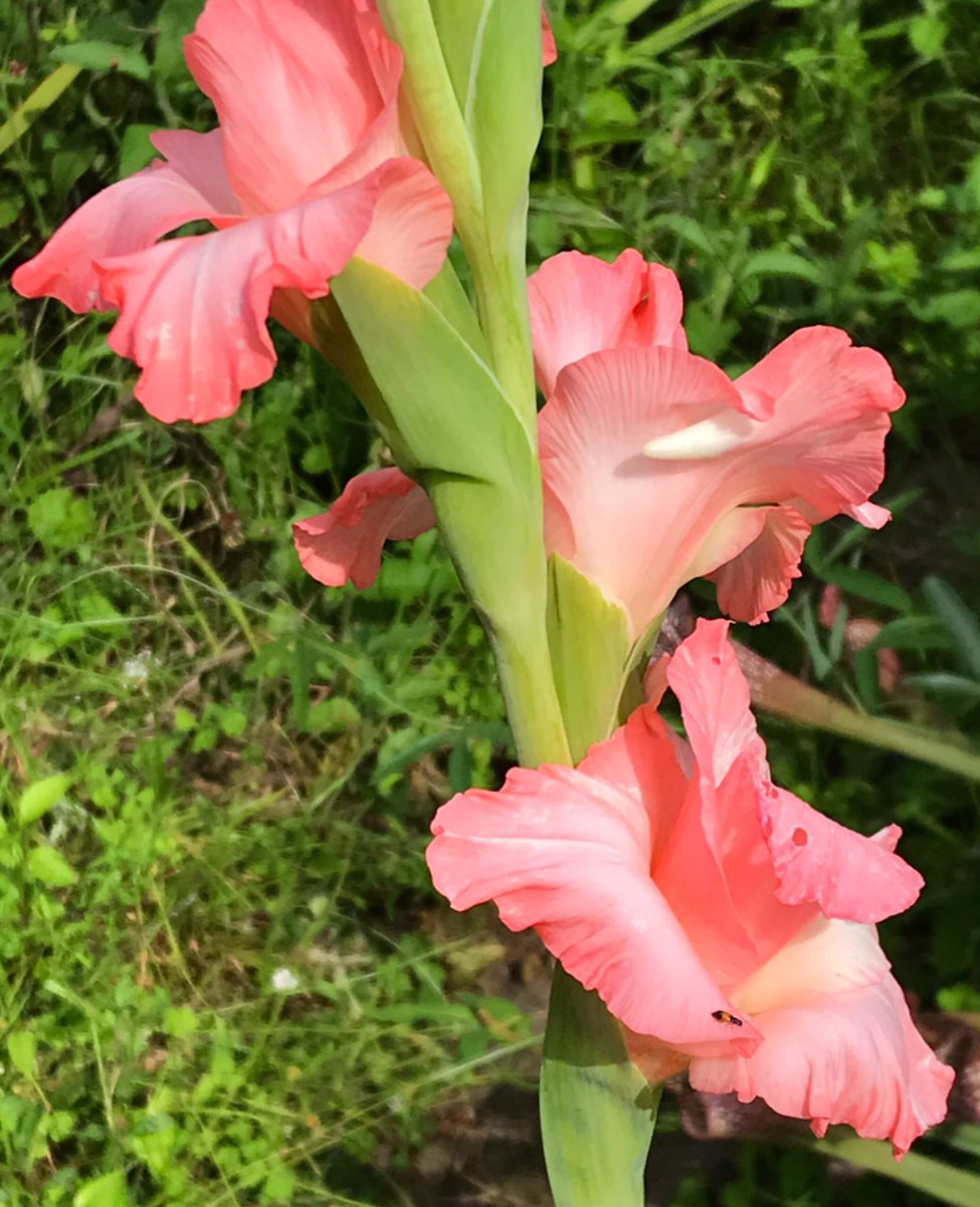 グラジオラス Twitter Search