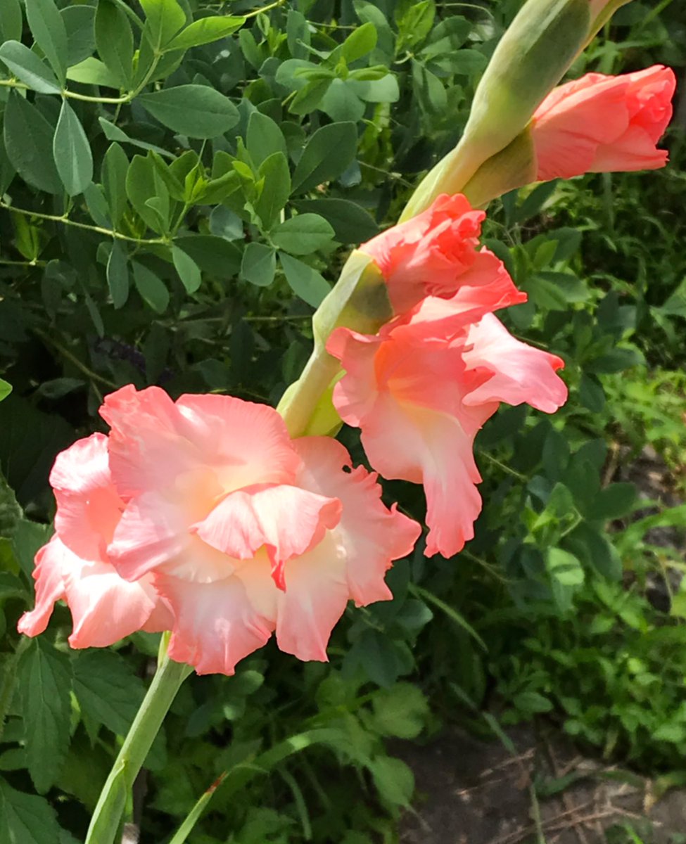 グラジオラス Twitter Search