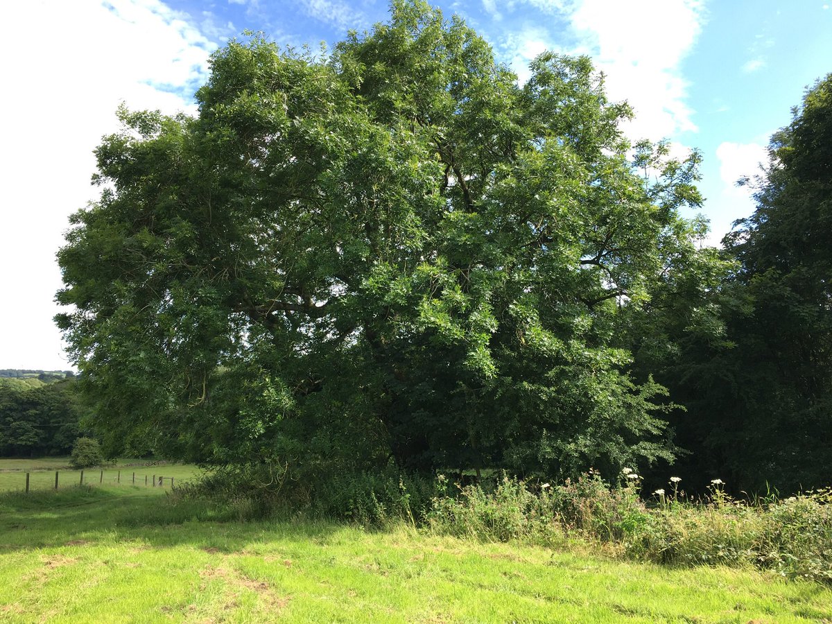 sj_unwin's tweet photo. Here is my first #ashoftheday tweet, for the next few weeks I shall document ash trees around S17, not all of them look as good as this marvellous specimen, located just off Shorts lane near the entrance to @WildSheffield Blacka Moor nature reserve. https://t.co/laPsYjuOv9